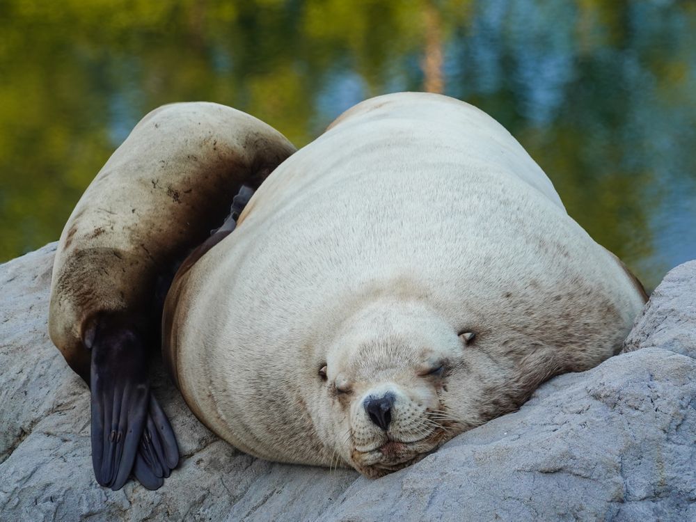 Steller Sea Lions (Eumetopias jubatus) asleep by dusk down