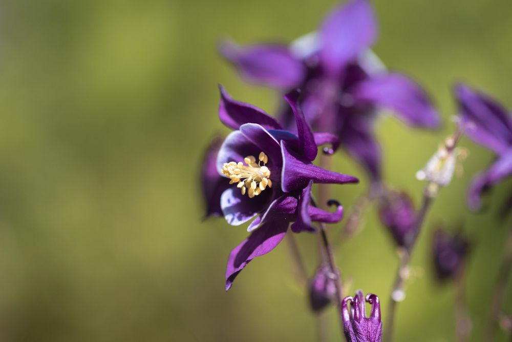 Side view of purple columbine flowers growing in the wild