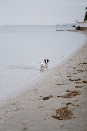 Dog running on beach inside sea