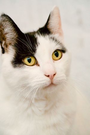 Close-up Portrait of Cat