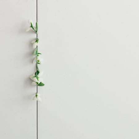 Line of snowdrop flowers on bright background