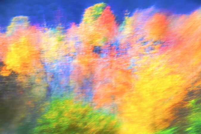 Blurred trees in forest
