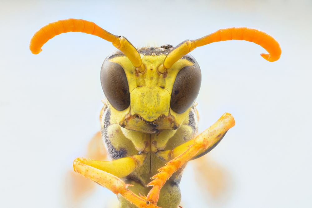 Yellow cute magnified wasp with orange antennae and dark eyes