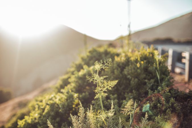 Green grass growing on hill in sunny day