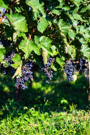 Red grapes in sunny vineyard in Lopota