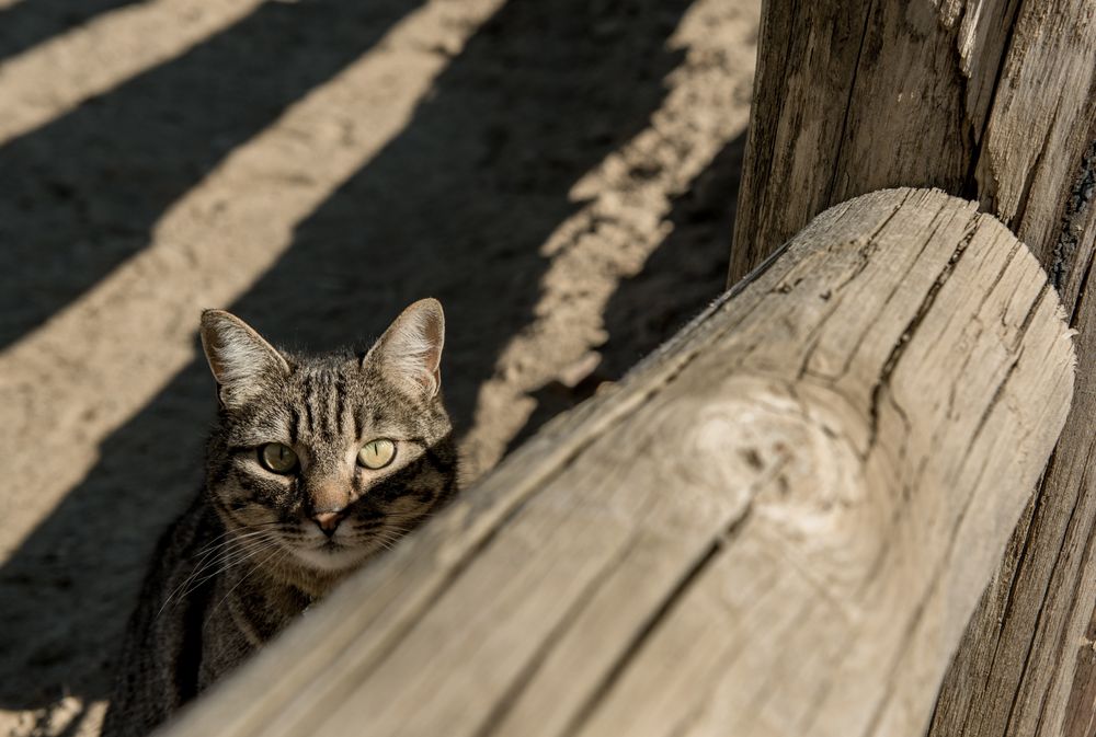 Cat near fence on ranch