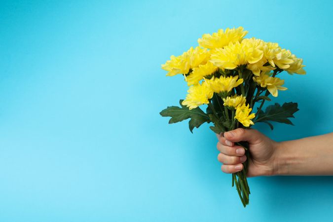 Female hand holds chrysanthemum bouquet on blue background, space for text