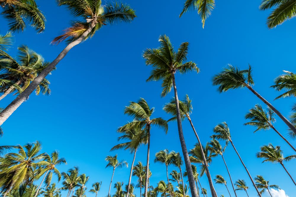 Green tall palm trees in bright sunshine
