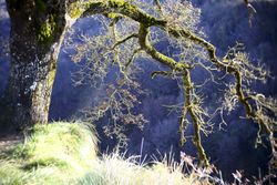 Autumn tree covered with moss