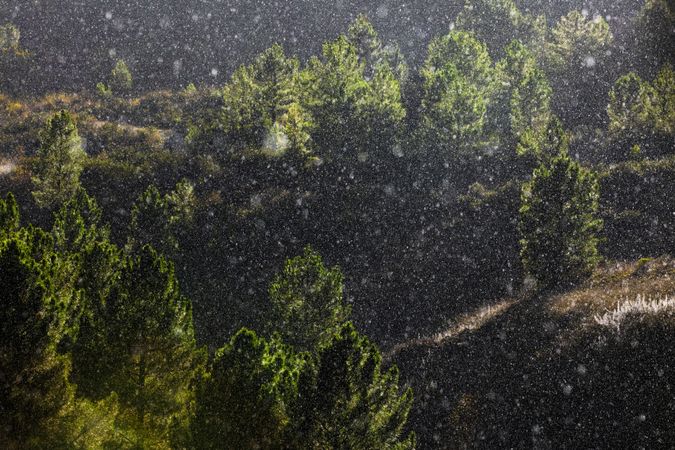 Trees growing near wonderful mountain range in a snowy day