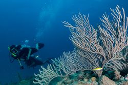 Diver swimming in deep ocean among aquatic vegetation