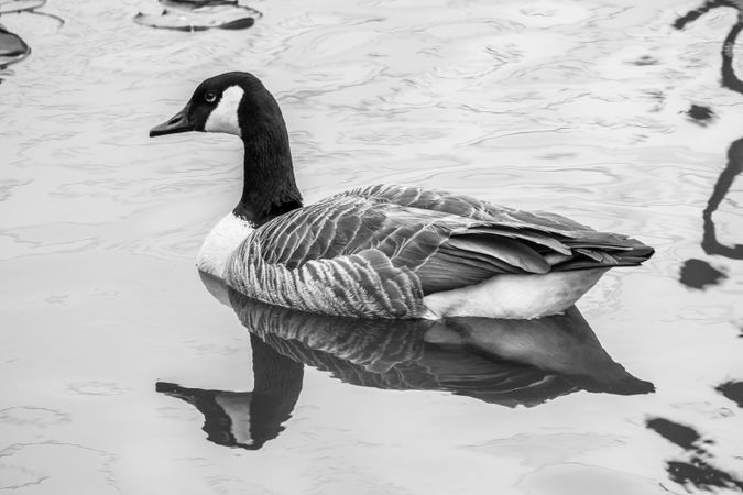 Grayscale photo of duck on water