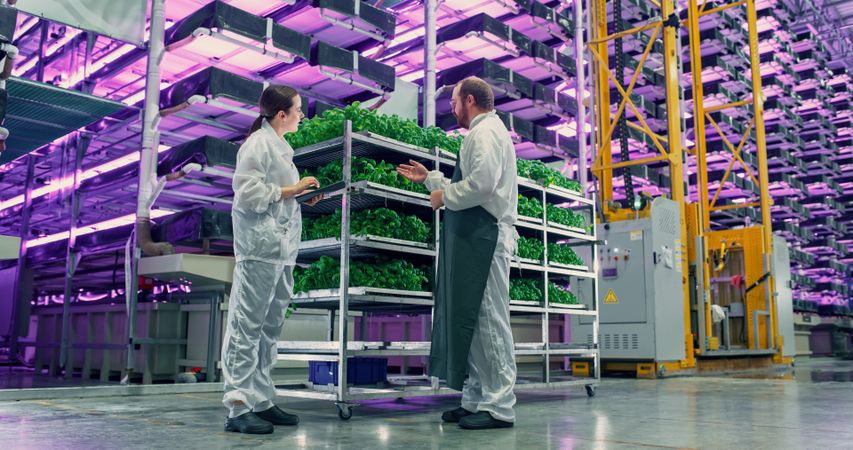 Agricultural Engineer and Female Scientist Discussing Basil Leaves Quality on the Vertical Farm With Neon Led Lights. Gardening Expert Providing Technical Advice for Growing Sustainable Green Produce.