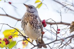 Hermit thrush on tree branch