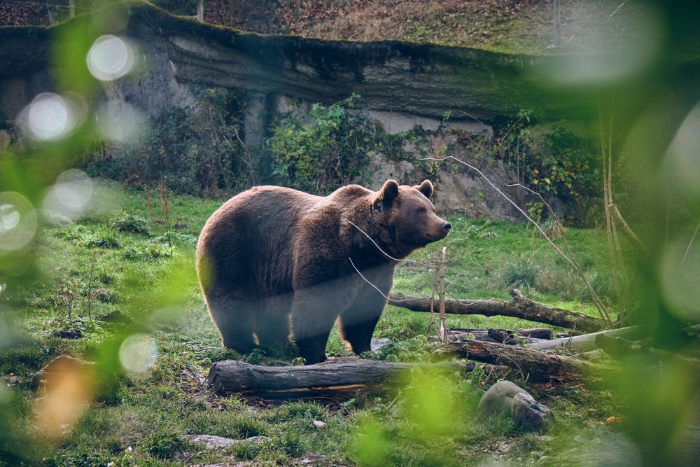 Brown bear in forest looking away