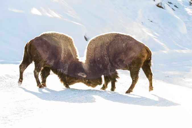 Two bison locking horns
