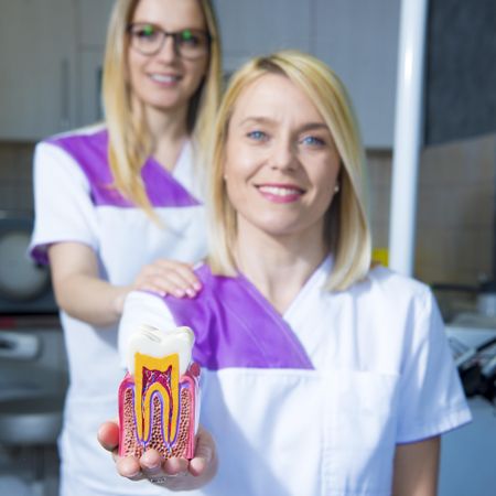 Two female dentists showing an anatomical model of a tooth