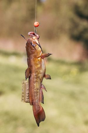 Closeup catch of one river or lake little fish, little catfish hanging on sharp fish-hook on lip with maggot sunny day outdoor on water natural background