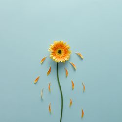 Orange flower on blue background with petals