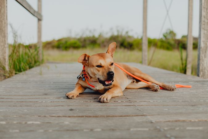 Relaxed brown dog lying on terrace