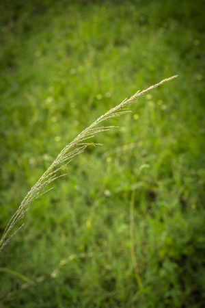 the delicate beauty of a grass flower, showcasing its slender, feathery petals and intricate structure