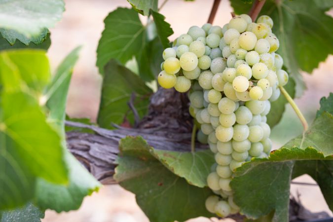 Vineyard with Lush, Ripe Wine Grapes on the Vine Ready for Harvest