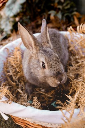 Rabbit sitting in hamper with plants