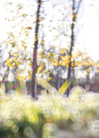 Blurred trees in forest