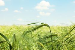Green barley field against sky, space for text. Agriculture