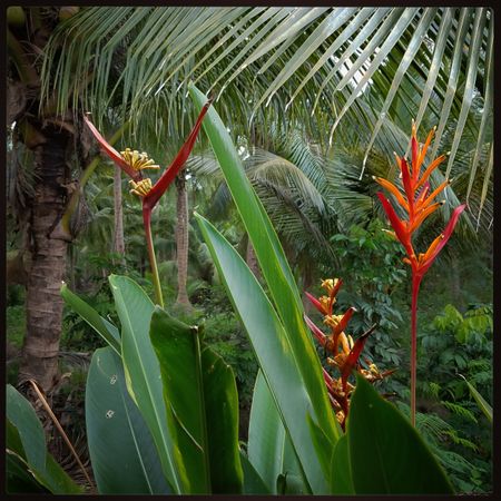 Jungle scene with heliconia bird-of-paradise