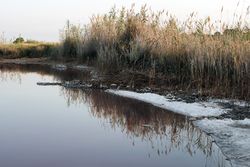 Salt crystals on lake shore and growing bushes