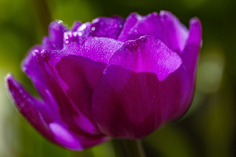Side view of bright magenta flower growing around greenery