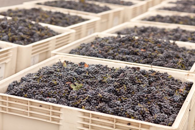 Harvested Red Wine Grapes in Crates