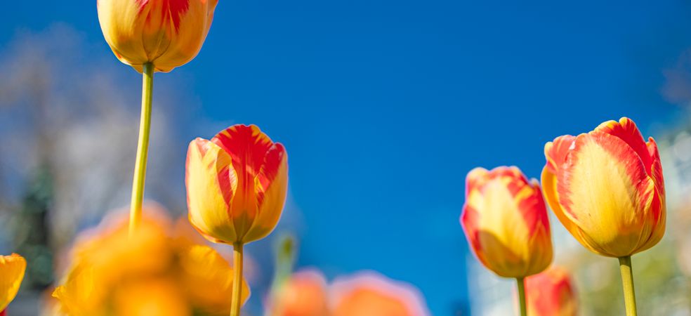 Yellow and red tulips under a blue sky