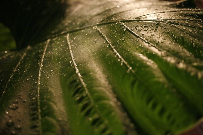 Close up of plant leaf with droplets