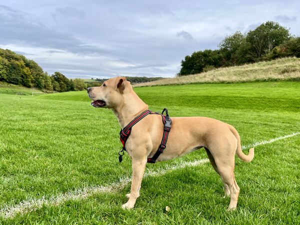 dog in green outdoor recreational park space