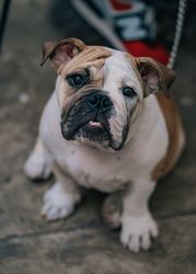 English bulldog sitting on ground
