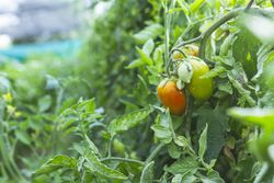 Red and green peppers ripening in garden