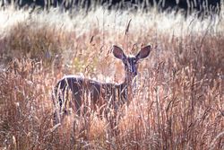 Side view of deer in long grass field