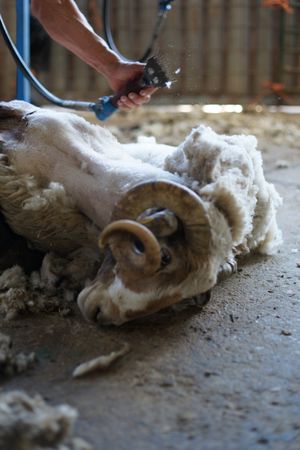 Crop man shearing sheep in barn