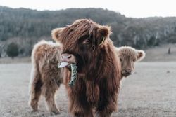 Two brown yak near mountain