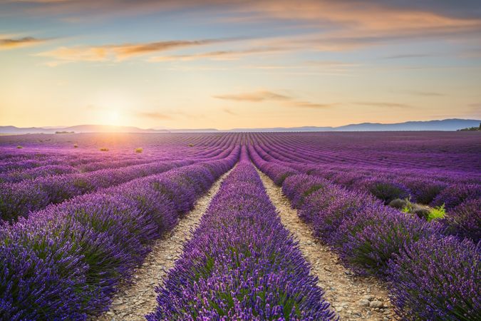 Lavender flowers fields at sunset, Provence, France