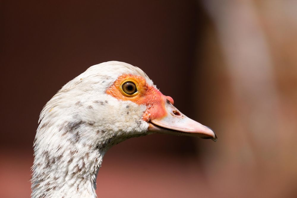 Profile of a duck