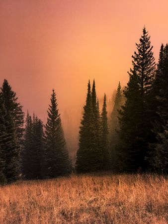 Beautiful forest with orangey fire hues