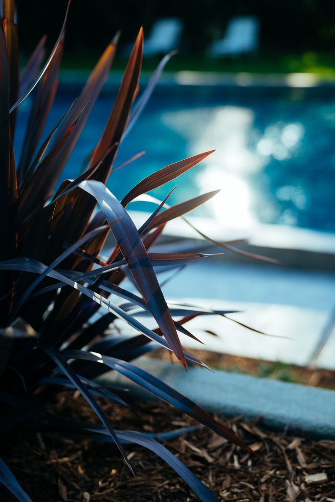 Flax Plant and Pool