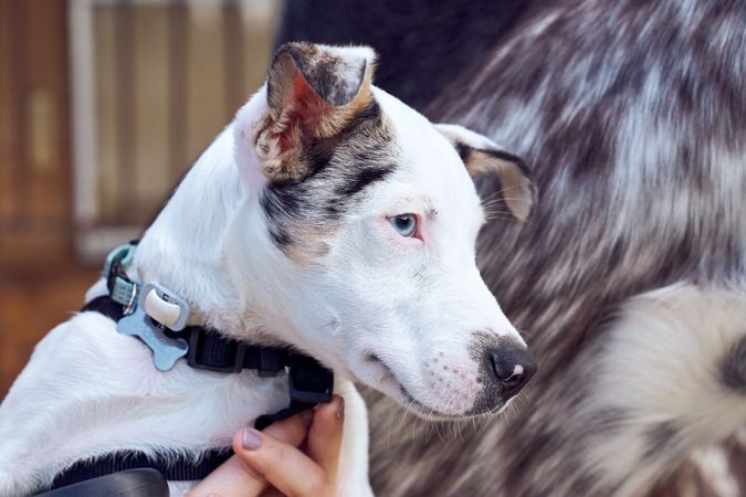 Border collie puppy with blue eyes staring at another dog