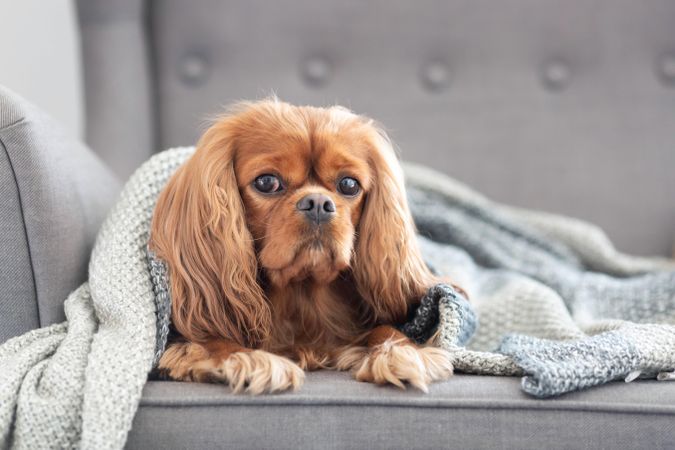 Cavalier spaniel on grey seat with blanket