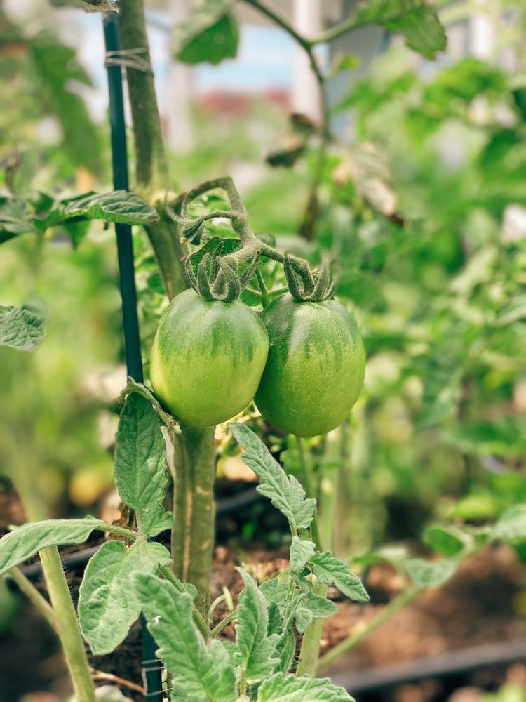 Green tomato