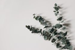 Eucalyptus branches isolated on paper background