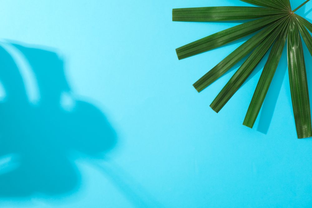 Green washingtonia leaves on blue background, space for text